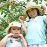 Hiroshima Cherry Picking Tour in Hirata Farm – Organic Farm Visit